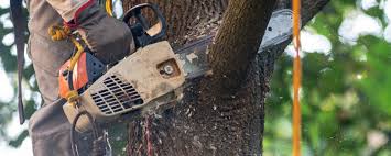 Best Commercial Tree Services  in South Lyon, MI